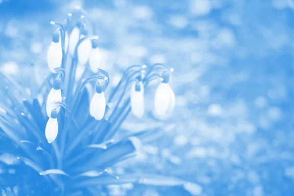 Снігопад Весняні Квіти Ніжна Квітка Снігового Краплі Одна Весняних Символів — стокове фото