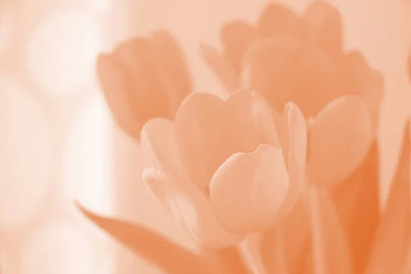 Крупный План Красно Оранжевых Тюльпанов Цвету — стоковое фото