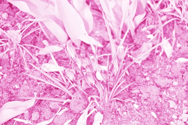 雪の中で紫色の岩の花 太陽の暖かい金の光線に春に目覚め — ストック写真