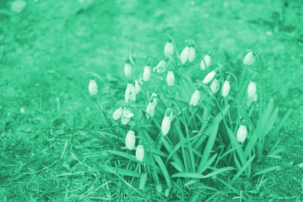 Снігопад Весняні Квіти Ніжна Квітка Снігового Краплі Одна Весняних Символів — стокове фото