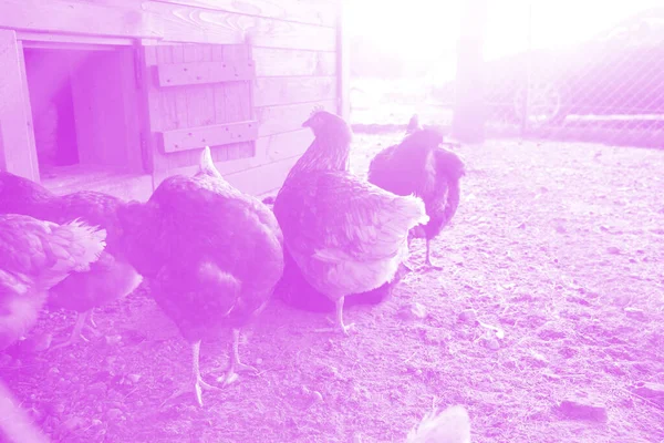 Poules Ferme Dans Cour Concentration Sélective Agriculture Libre Antibiotiques Sans — Photo