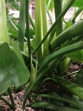 yeşil yapraklar yakın görünüm 