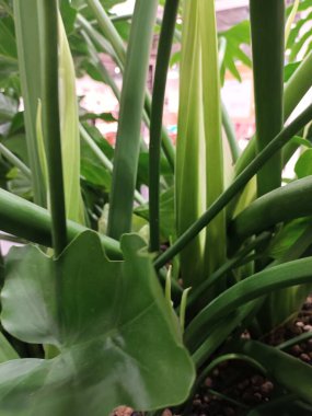 yeşil yapraklar yakın görünüm 