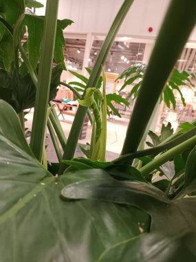 yeşil yapraklar yakın görünüm 