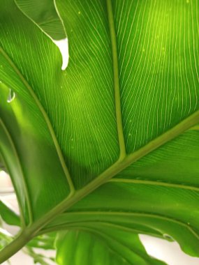 yeşil yapraklar yakın görünüm 