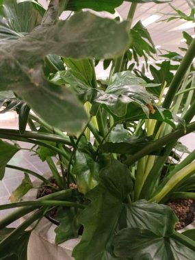 yeşil yapraklar yakın görünüm 