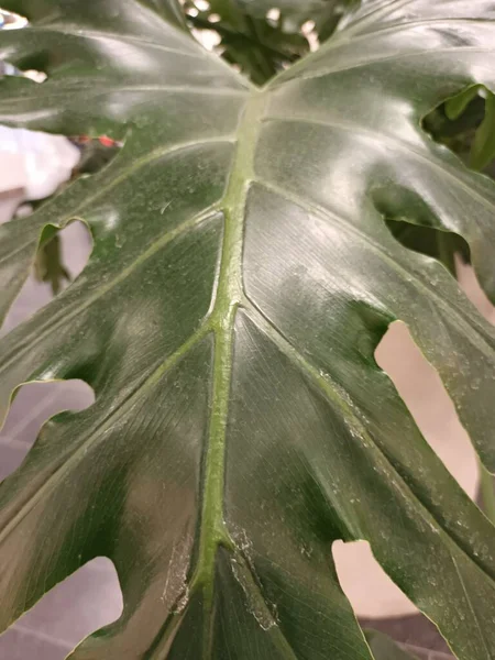 yeşil yapraklar yakın görünüm 