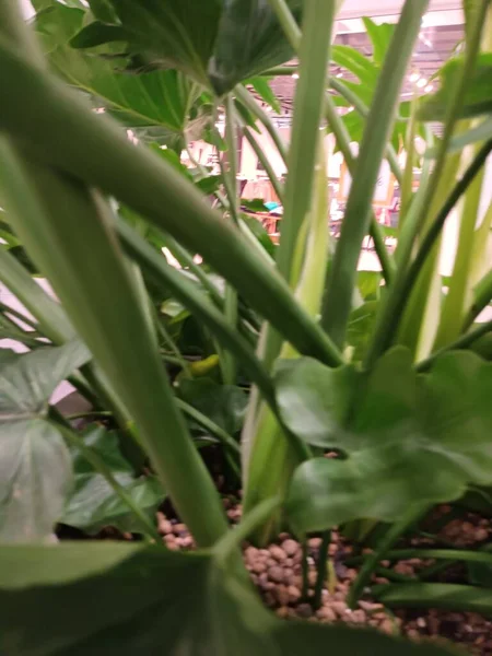 yeşil yapraklar yakın görünüm 