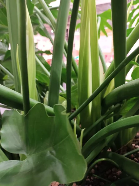 yeşil yapraklar yakın görünüm 