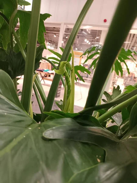 yeşil yapraklar yakın görünüm 