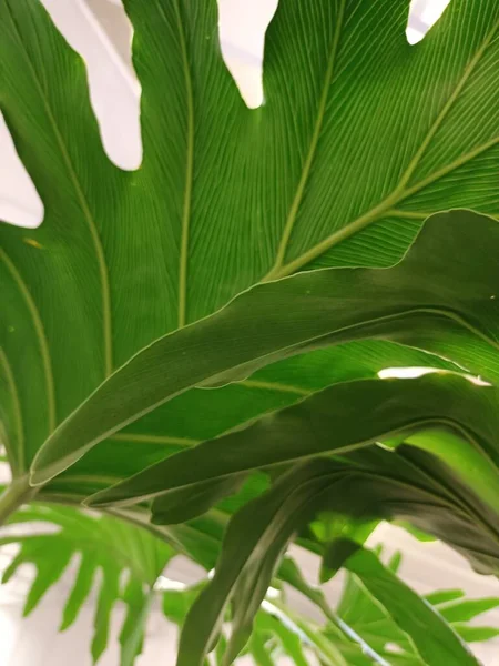 yeşil yapraklar yakın görünüm 