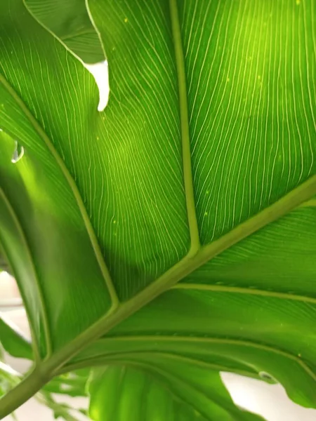 yeşil yapraklar yakın görünüm 