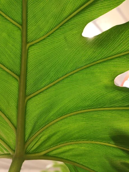 Green Leaves Close View — Stock Photo, Image