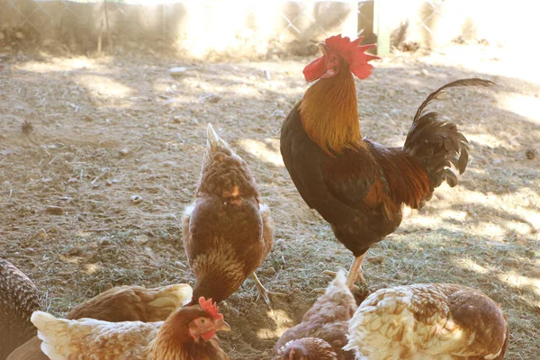 Galo e galinha no quintal da arma. Foco seletivo — Fotografia de Stock