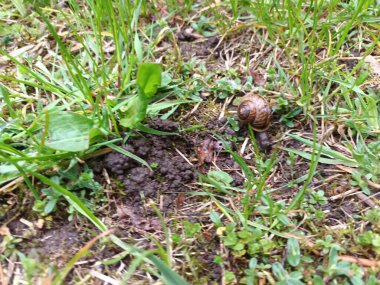 Bahar doğası konsepti 