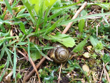 Bahar doğası konsepti 