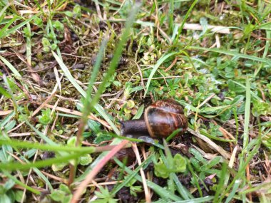 Bahar doğası konsepti 