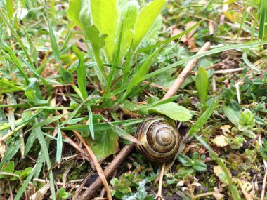 Bahar doğası konsepti 