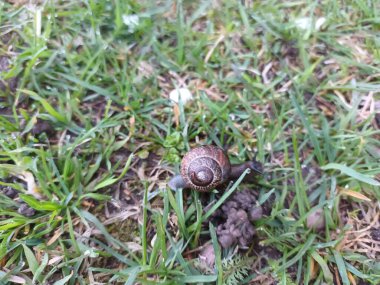 Bahar doğası konsepti 