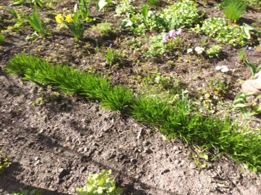 Bahar doğası konsepti 