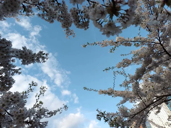 Kwitnące Drzewo Wiosenne Tle Błękitnego Nieba Piękne Zdjęcie Botaniczne — Zdjęcie stockowe