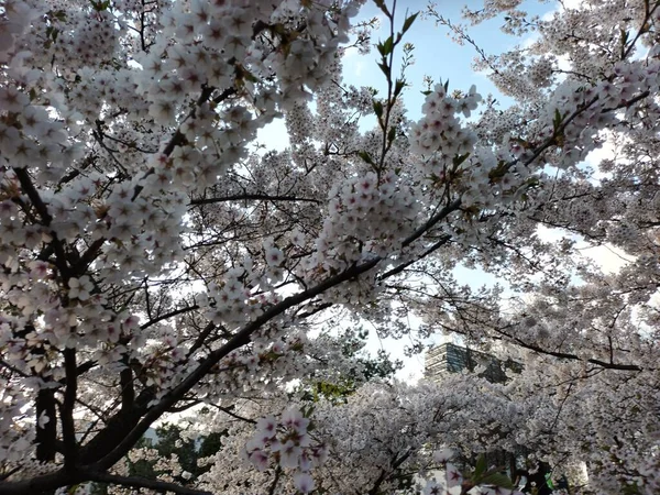 Flowering Spring Tree Blue Sky Background Beautiful Botanical Shot — Stockfoto