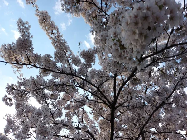 Flowering Spring Tree Blue Sky Background Beautiful Botanical Shot — Fotografia de Stock