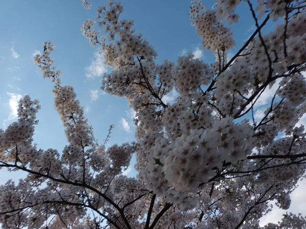 开着花的春天树 蓝天背景 美丽的植物拍摄 — 图库照片