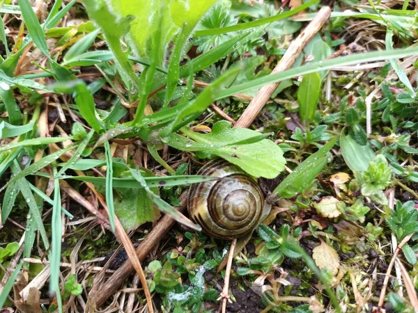 Bahar doğası konsepti 