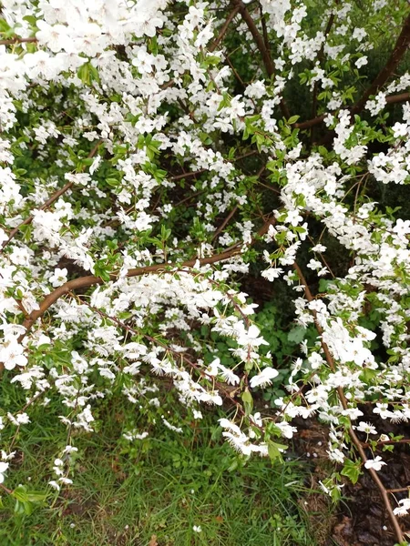 Spring Nature Background Concept — Stock Photo, Image