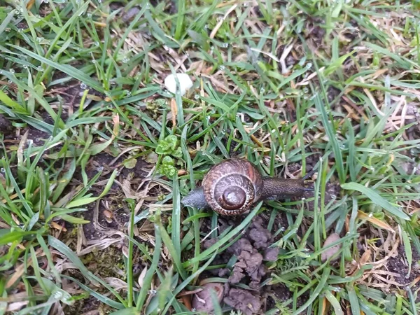 Bahar doğası konsepti 