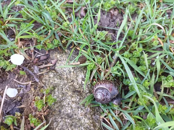 Bahar doğası konsepti 