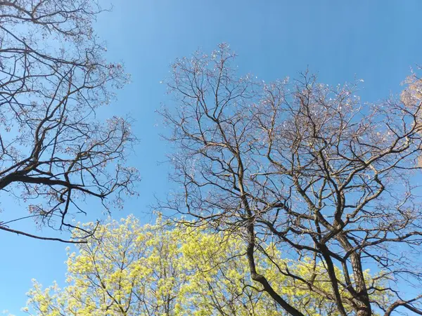 Tree Branches Spring Blue Sky — Fotografia de Stock