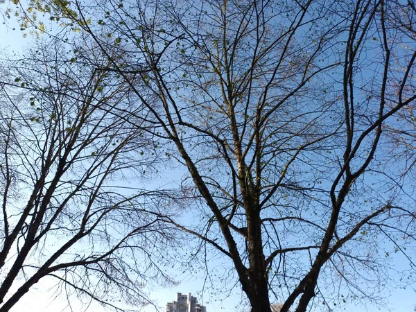 春天的树枝在蓝天的映衬下 — 图库照片
