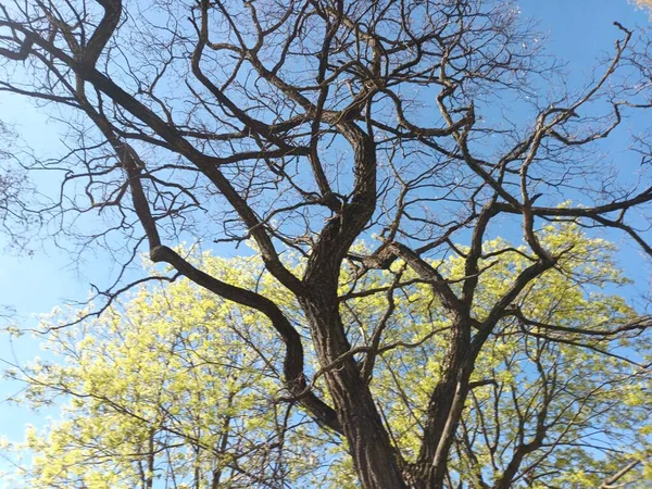 Tree Branches Spring Blue Sky — Fotografia de Stock
