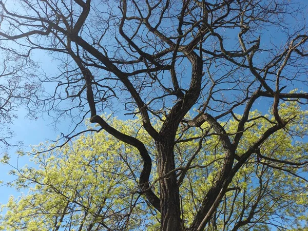 Ветви Деревьев Весной Против Голубого Неба — стоковое фото