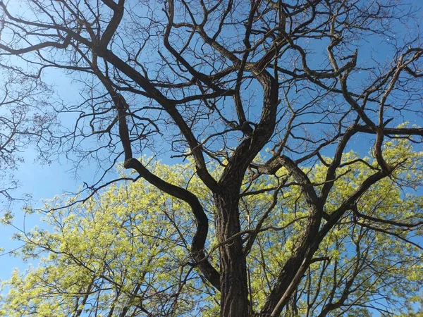 Tree Branches Spring Blue Sky — Stockfoto