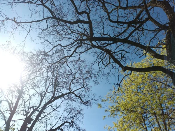 Ramos Árvore Primavera Contra Céu Azul — Fotografia de Stock