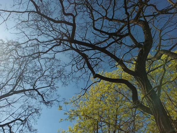 Tree Branches Spring Blue Sky — Fotografia de Stock