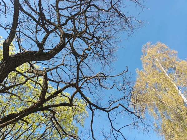 Tree Branches Spring Blue Sky — Stockfoto