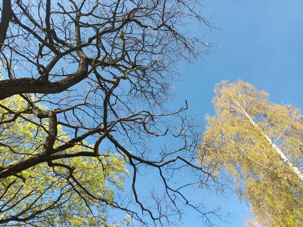 Tree Branches Spring Blue Sky — Stockfoto