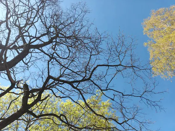 Tree Branches Spring Blue Sky — 스톡 사진