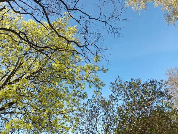 Tree Branches Spring Blue Sky — Stock Fotó