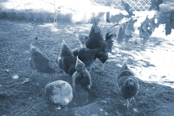 Schwanz Und Glucke Auf Dem Hof Selektiver Fokus — Stockfoto