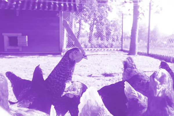 Brown and grey hens in country yard. Agriculture concept.