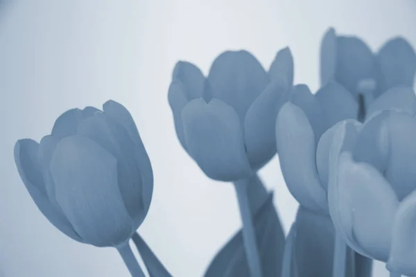Крупним Планом Червоні Помаранчеві Тюльпани Цвітіння — стокове фото