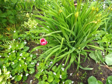 Doğa arka planı, yeşil yapraklar görünümü 