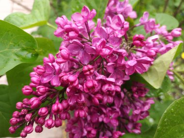 Doğa arka planı, yeşil yapraklar görünümü 