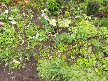 Doğa arka planı, yeşil yapraklar görünümü 