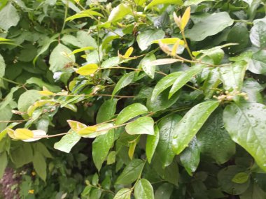 Doğa arka planı, yeşil yapraklar görünümü 